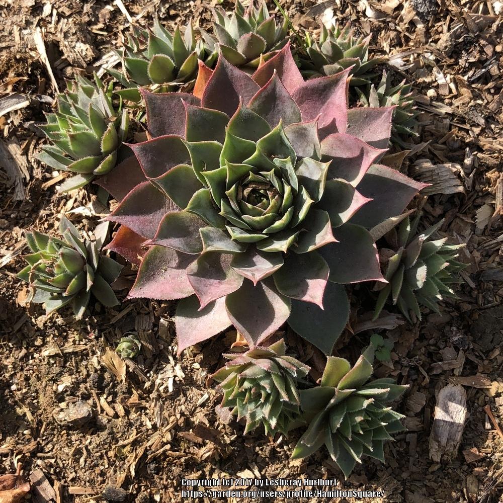 Photo of Hen and Chicks (Sempervivum 'Blush') uploaded by HamiltonSquare