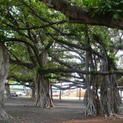 Location: Park in Lahaina, Maui
Date: 2015-05-19
5:19 pm. - Planted in 1873, it is now 60 ft. tall, grows sideways