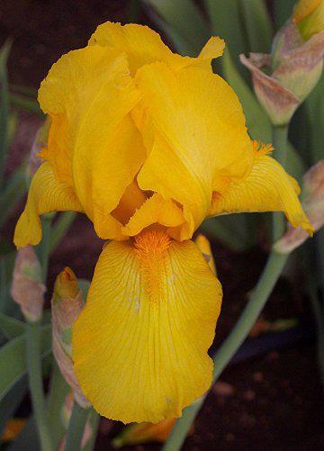 Photo of Tall Bearded Iris (Iris 'Ola Kala') uploaded by Misawa77