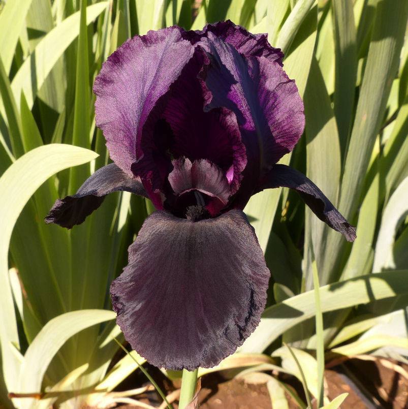 Photo of Arilbred Iris (Iris 'Othmani') uploaded by Misawa77