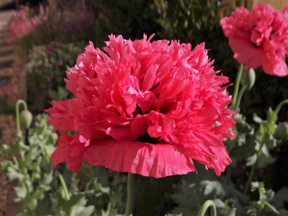 Photo of Poppies (Papaver) uploaded by carolem