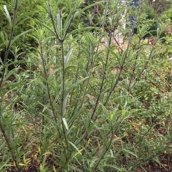 Location: Lake Macquarie, N.S.W., Australia
Date: 2017-12-23
though upright here, eventually the stems tend to lay to the grou