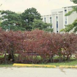 Location: DeKalb, Illinois
Date: October in 1980's
red fall color of a screen of Gray Dogwood