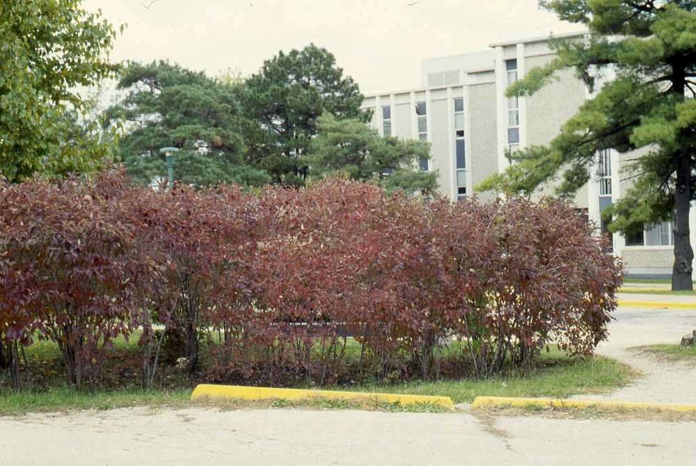 Photo of Gray Dogwood (Cornus racemosa) uploaded by ILPARW