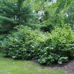 Location: Newtown Square, Pennsylvania
Date: 2011-08-05
two full-grown shrubs in summer