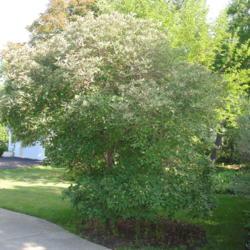 Location: Glen Ellyn, Illinois
Date: 2014-08-13
shrub near sidewalk