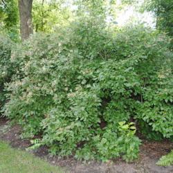 Location: Cantigny Park in Wheaton, IL
Date: 2010-08-18
a maturing shrub in a border