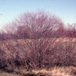 Location: Batavia, Illinois
Date: winter in the 1980's
full-grown wild shrub in winter