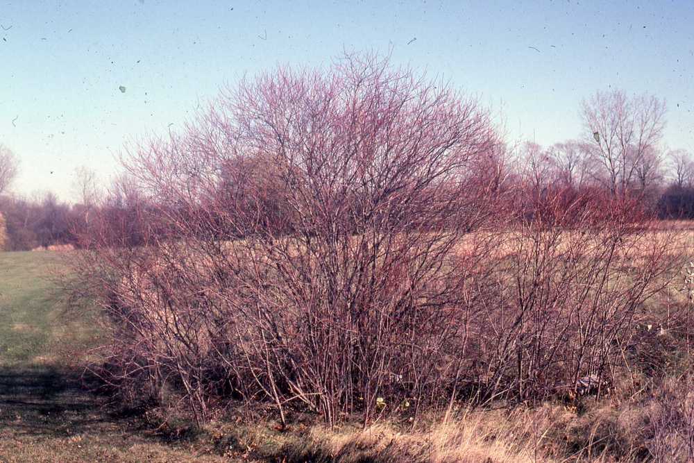 Photo of Gray Dogwood (Cornus racemosa) uploaded by ILPARW