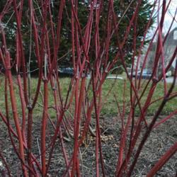 Location: Malvern, Pennsylvania
Date: 2013-03-29
red winter stems