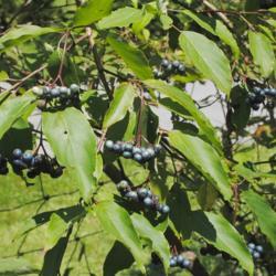 Location: Marsh Creek Lake Park in southeast PA
Date: 2015-08-15
the mature fruit