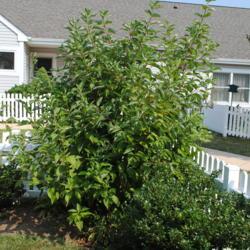 Location: Newtown Square, Pennsylvania
Date: 2011-07-22
a maturing shrub in a yard