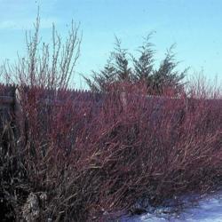 Location: Glen Ellyn, Illinois
Date: winter in 1980's
old shrubs that need pruning