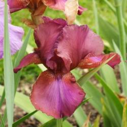 Location: Switzerland, Merian Gardens Basel
Date: 2017-05-20
Iris 'Alpenrose'