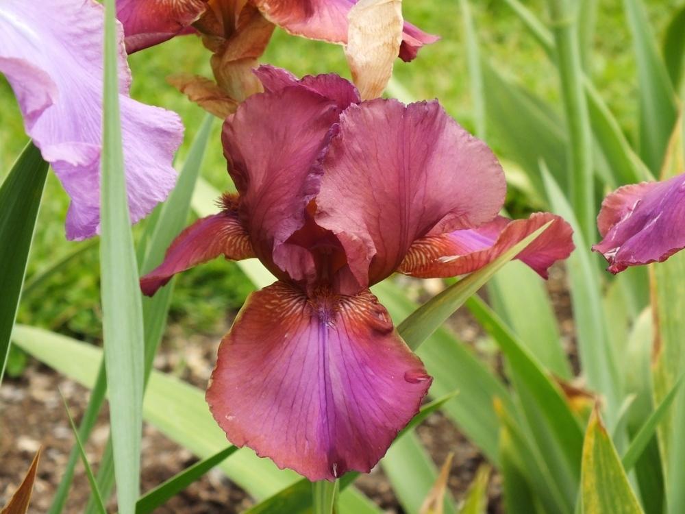 Photo of Tall Bearded Iris (Iris 'Alpenrose') uploaded by sunnyvalley