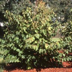 Location: Glen Ellyn, Illinois
Date: summer in 1980's
maturing planted shrub in park
