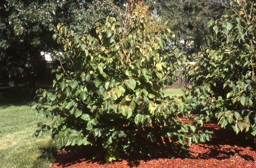 Photo of American Hazelnut (Corylus americana) uploaded by ILPARW