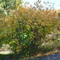 Location: Jenkins Arboretum in Berwyn, PA
Date: 2012-10-21
full-grown shrub mostly in fall color in part shade
