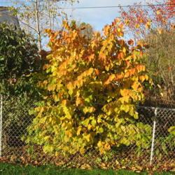Location: Downingtown, Pennsylvania
Date: 2009-10-25
full-grown shrub at fence in fall color