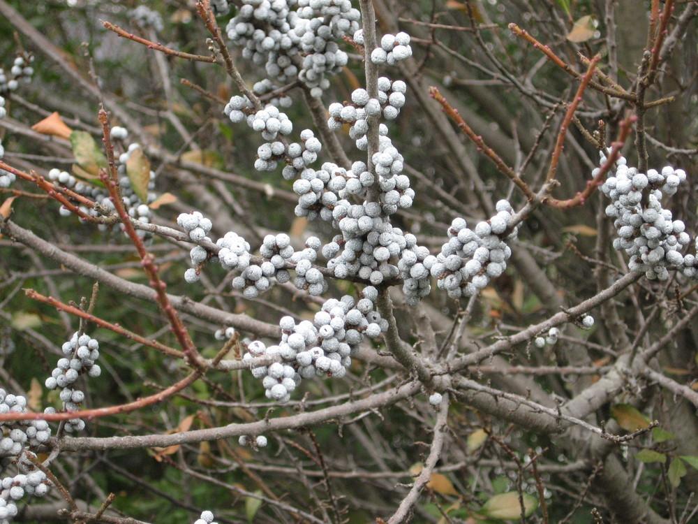 Photo of Northern Bayberry (Morella pensylvanica) uploaded by ILPARW