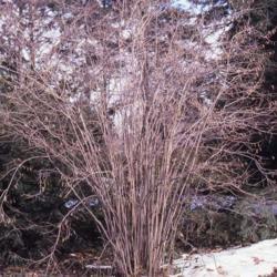 Location: Morton Arboretum in Lisle, Illinois
Date: winter in 1980's
full-grown shrub in winter