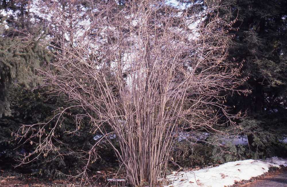 Photo of American Hazelnut (Corylus americana) uploaded by ILPARW