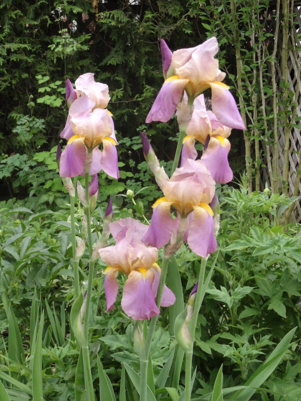Photo of Irises (Iris) uploaded by SunnyBorders