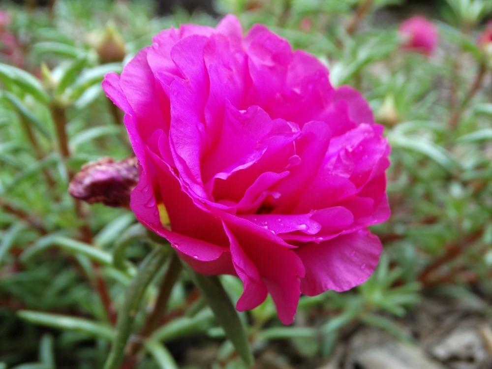 Photo of Moss Rose (Portulaca grandiflora) uploaded by carolem