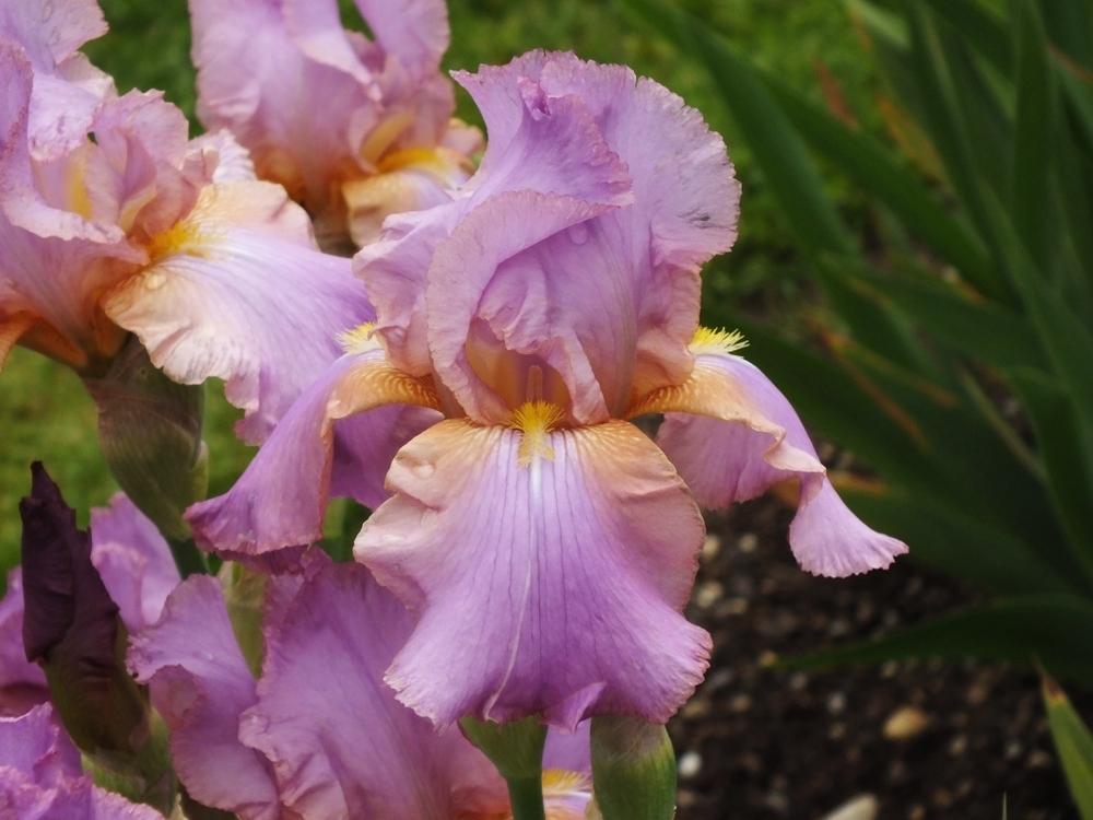 Photo of Tall Bearded Iris (Iris 'Crispette') uploaded by sunnyvalley
