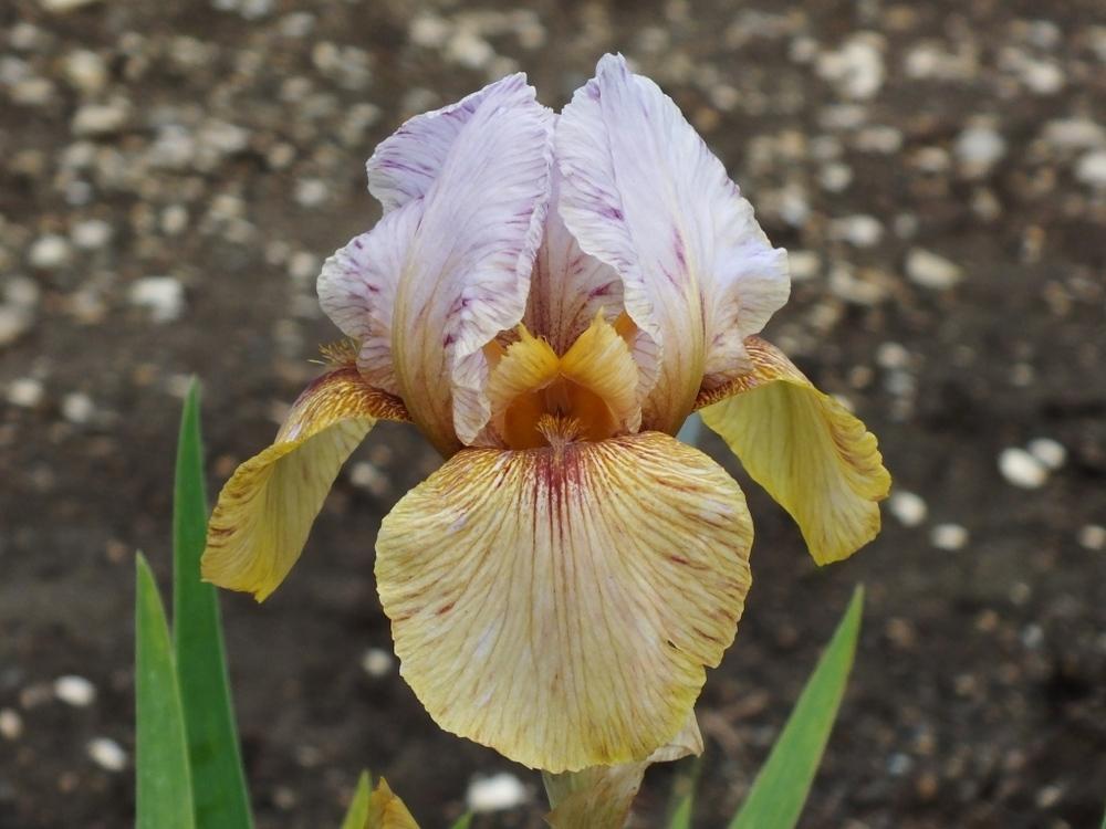 Photo of Arilbred Iris (Iris 'Lady Mohr') uploaded by sunnyvalley