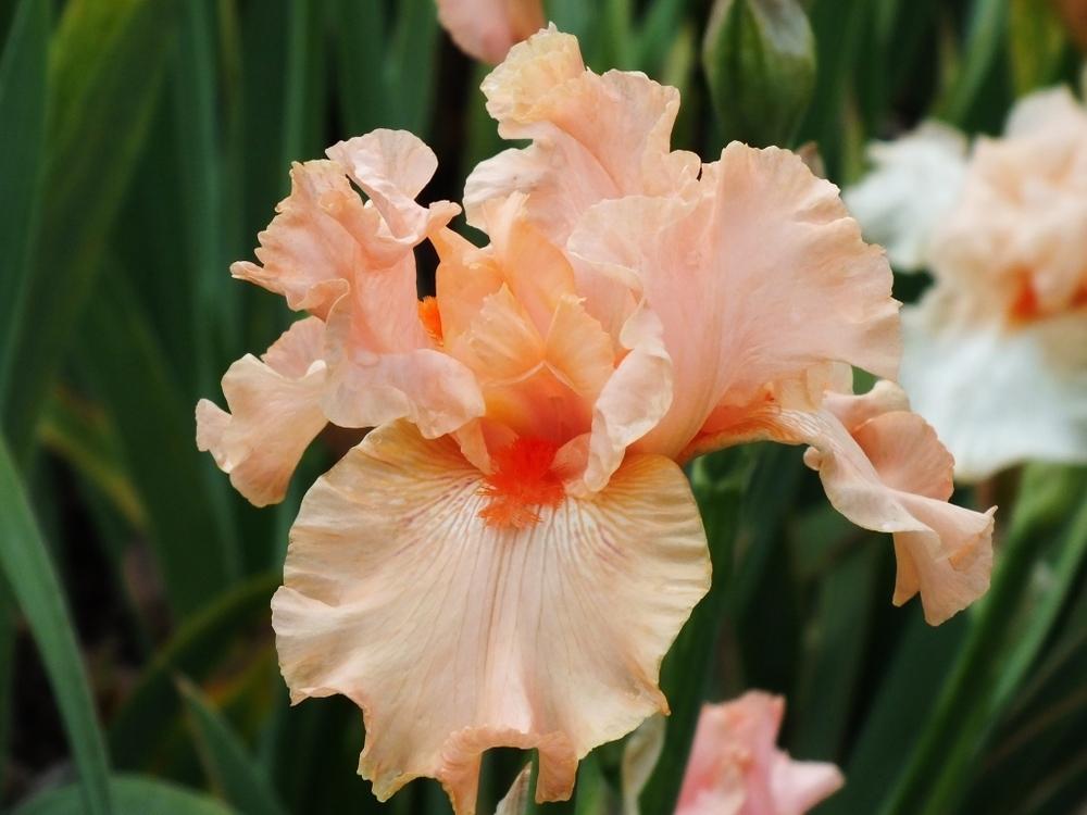 Photo of Tall Bearded Iris (Iris 'Coral Satin') uploaded by sunnyvalley