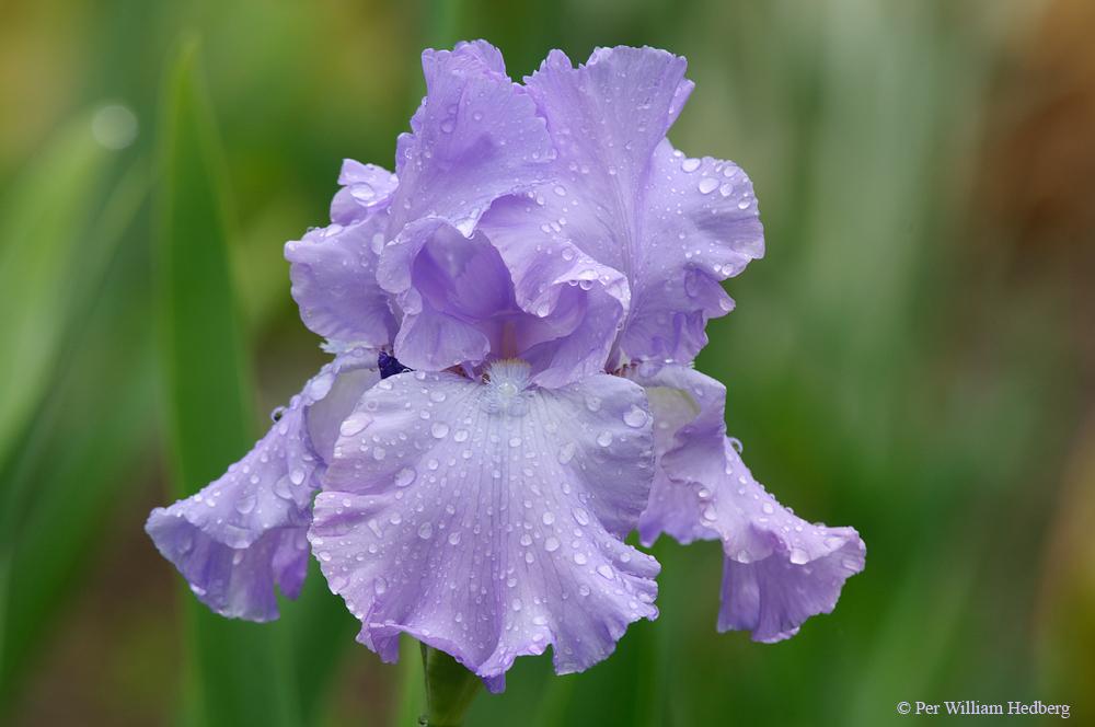 Photo of Tall Bearded Iris (Iris 'Mary Frances') uploaded by William