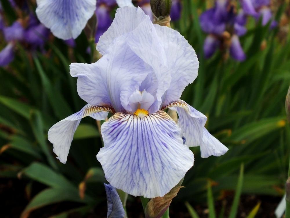 Photo of Tall Bearded Iris (Iris 'Striped Butterfly') uploaded by sunnyvalley