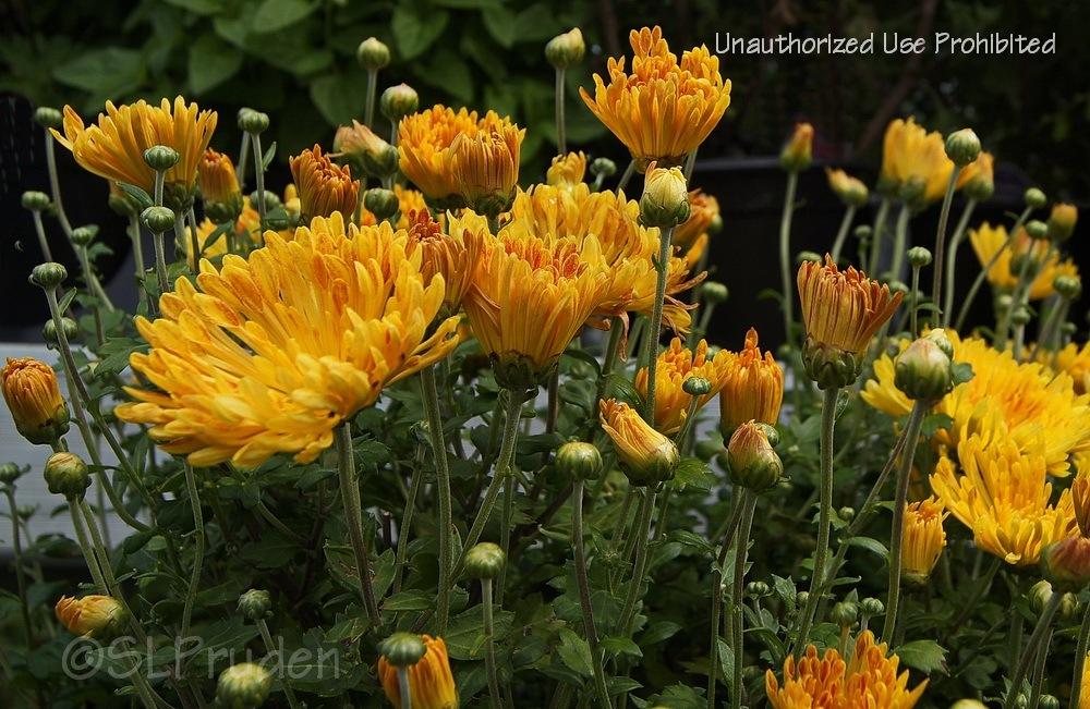 Photo of Mum (Chrysanthemum 'Matchsticks') uploaded by DaylilySLP