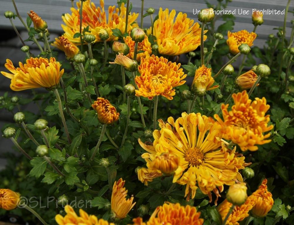 Photo of Mum (Chrysanthemum 'Matchsticks') uploaded by DaylilySLP