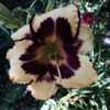 Hemerocallis "Leslie's Choice" - hybridizer William Potter