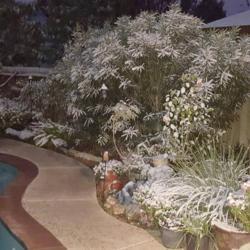 Location: Houston
Date: 2017-12-20
Houston snow - large plant is the oleander