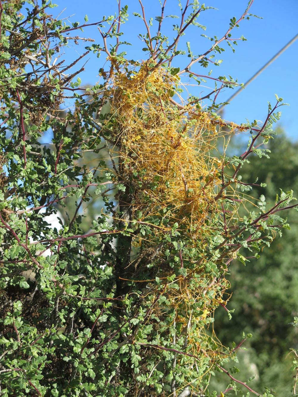 Photo of Dodder (Cuscuta veatchii) uploaded by Baja_Costero