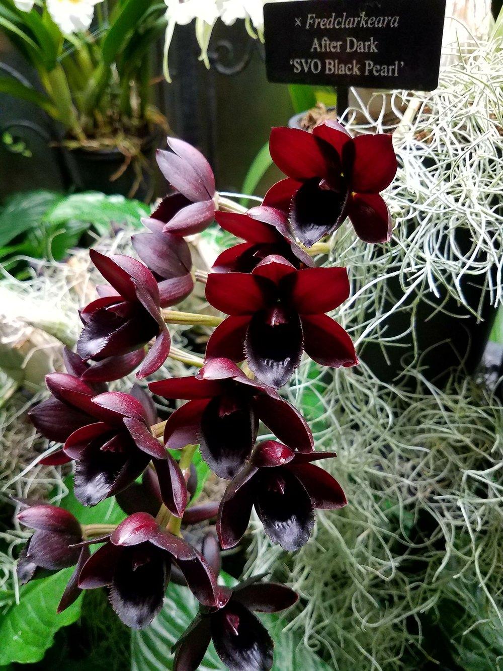 Photo of Black Orchid (Fredclarkeara After Dark 'SVO Black Pearl') uploaded by Gerris2