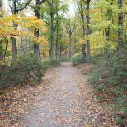 Location: Reading, Pennsylvania
Date: 2015-10-24
wild shrubs along path on Mt Penn