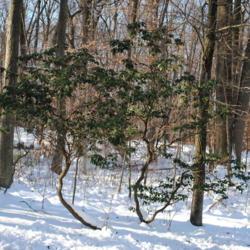 Location: French Creek State Park in southeast Pennsylvania
Date: 2009-12-24
lone wild shrub in winter