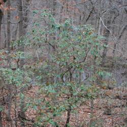 Location: near Downingtown, Pennsylvania
Date: 2011-11-20
wild shrub near road in woods in late fall