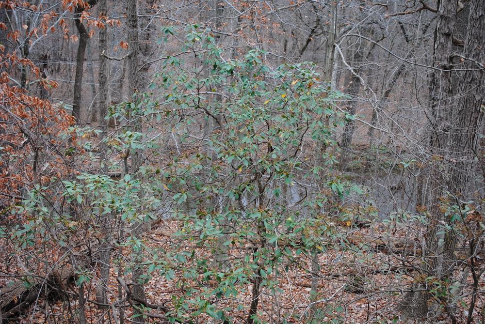 Photo of Mountain Laurel (Kalmia latifolia) uploaded by ILPARW