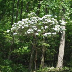 Location: French Creek State Park in southeast Pennsylvania
Date: 2011-05-30
lone wild shrub in bloom