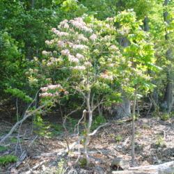 Location: French Creek State Park in southeast Pennsylvania
Date: 2015-05-25
wild shrub in bloom