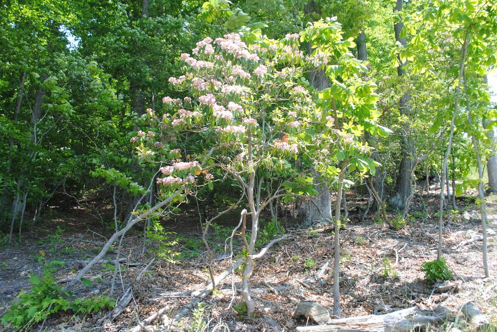 Photo of Mountain Laurel (Kalmia latifolia) uploaded by ILPARW