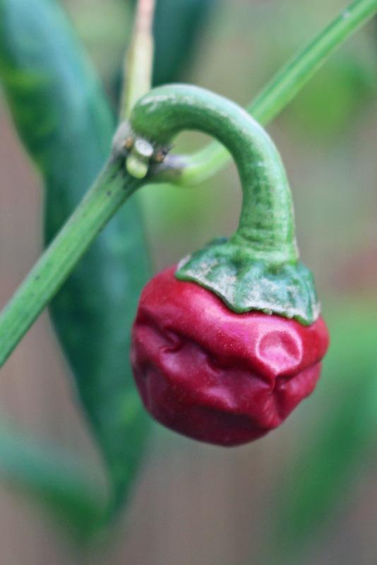 Photo of Hot Pepper (Capsicum annuum 'Piccante Calabrese') uploaded by RuuddeBlock
