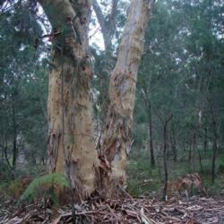 Location: Morisset Park, N.S.W., Australia
shedding outer layer bark, reveals the 'scribbly' etchings caused
