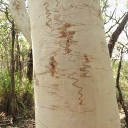 Location: Ulladulla, N.S.W., Australia
Date: 2015-03-19
the etchings are created by tunneling moth larvae