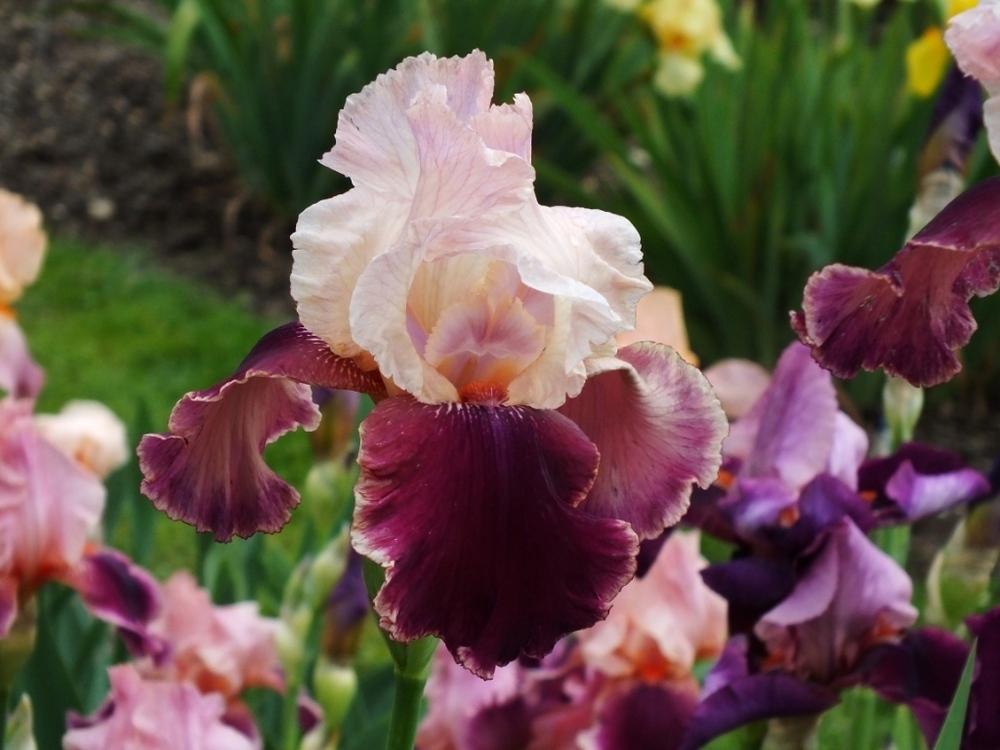 Photo of Tall Bearded Iris (Iris 'Latin Lover') uploaded by sunnyvalley